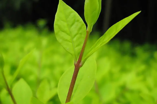 种子植物适合什么环境