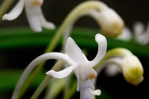 霁风花长什么样