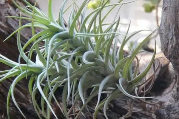 霁风花长什么样