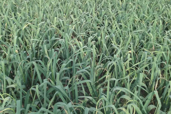 室内蒜苗的种植方法及时间