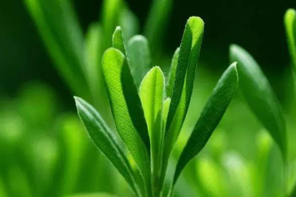 明前茶什么意思,明前茶说的是什么茶