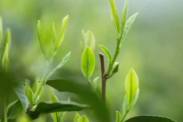 明前茶什么意思,明前茶说的是什么茶