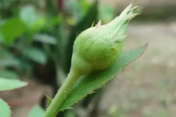 花苞太紧的玫瑰怎么才能开