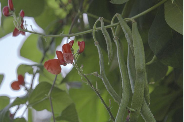 白芸豆种植时间和方法