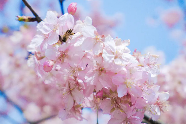 日本的国花是什么花