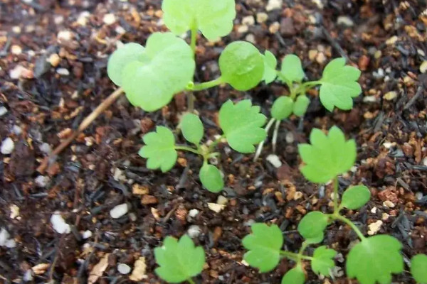 草莓的种植方法