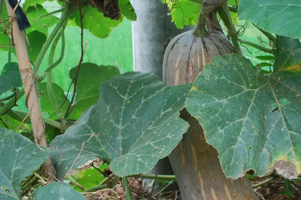 密本南瓜种植栽培方法