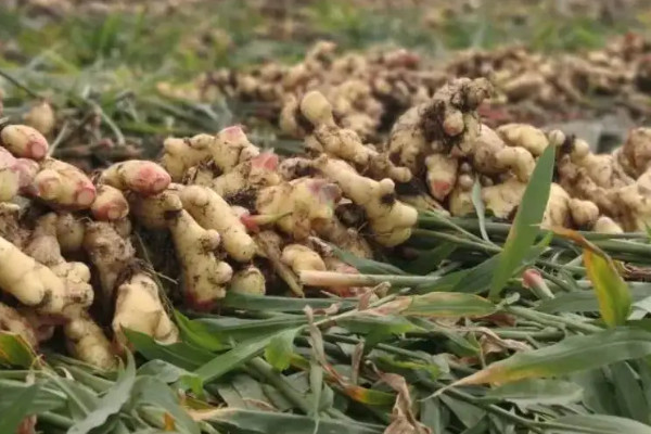 大姜种植技术和管理技术