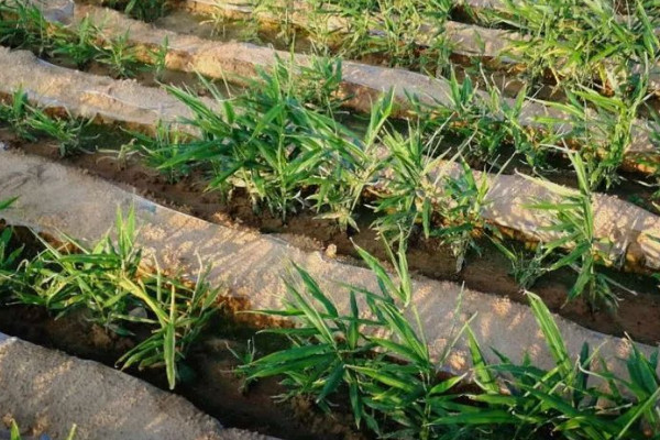 大姜种植技术和管理技术