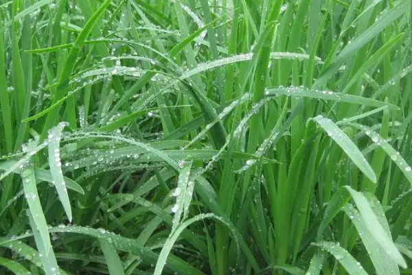 大棚韭菜的种植技术和管理