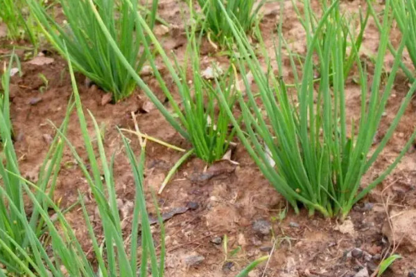 大棚韭菜的种植技术和管理