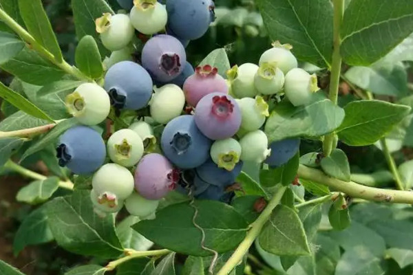 蓝莓种植需要什么条件