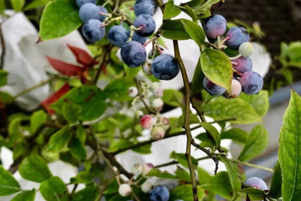 蓝莓种植需要什么条件