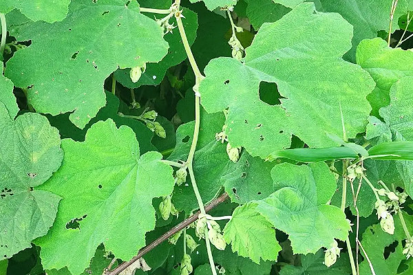 葛根的种植与栽培技术