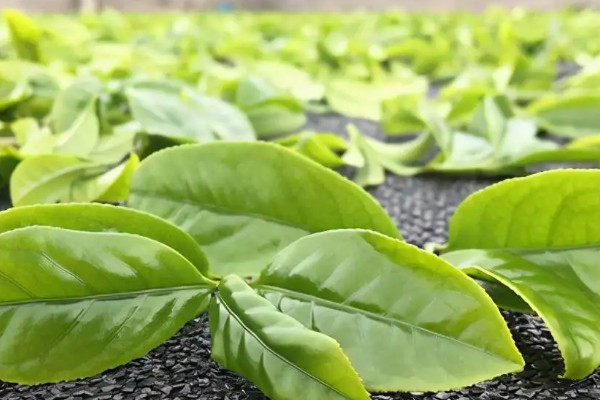 凤凰茶品种有哪些,凤凰茶有什么品种