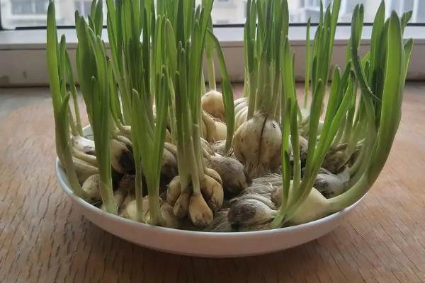栽蒜苗用扒皮吗