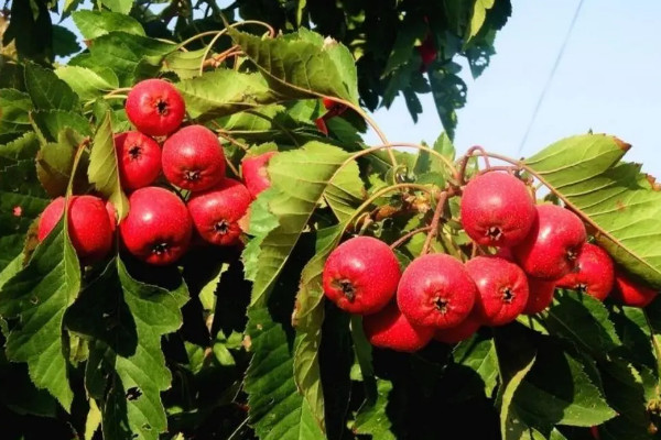 红色果子的植物有哪些