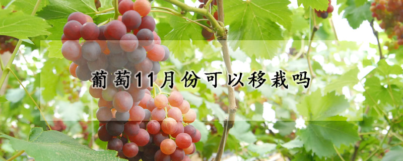 葡萄11月份可以移栽吗