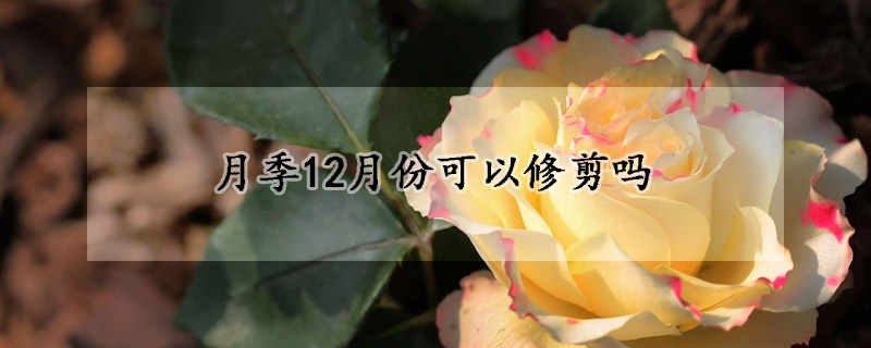 月季12月份可以修剪吗