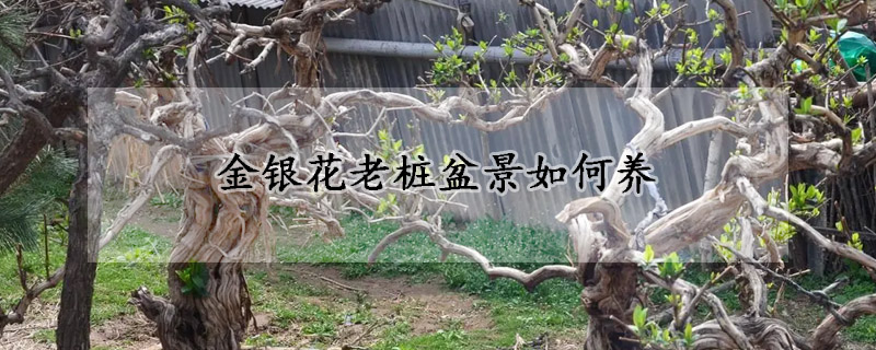 金银花老桩盆景如何养