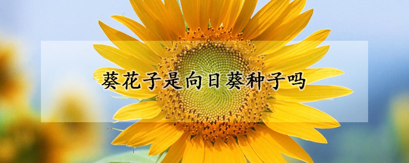 葵花子是向日葵种子吗