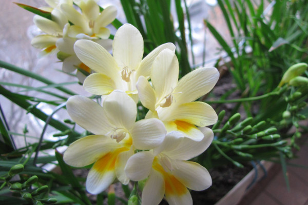 家里再穷也要养这3种花,家里再穷也要养这3种花盆景