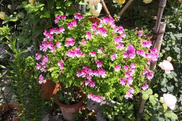 家里再穷也要养这3种花,家里再穷也要养这3种花盆景