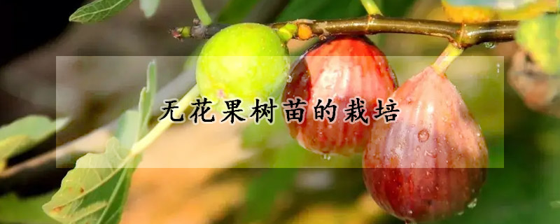 无花果树苗的栽培