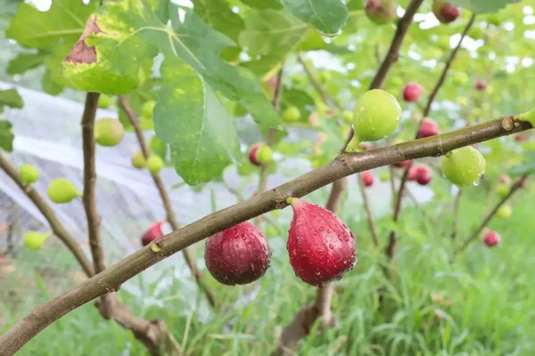 无花果树苗的栽培