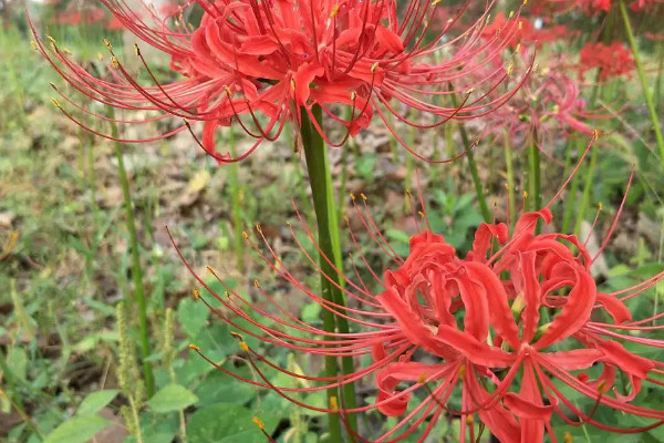 彼岸花的花语是什么，彼岸花的寓意什么意思