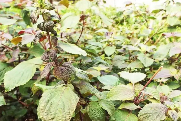 阳台种植紫苏的时间和方法，紫苏阳台种植全过程