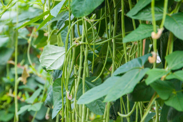 阳台种植蔬菜的时间和方法步骤，阳台如何种植蔬菜