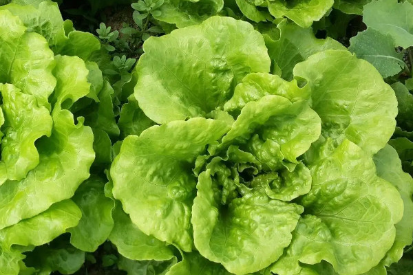 阳台种植蔬菜的时间和方法步骤,阳台如何种植蔬菜