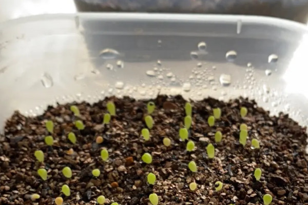 阳台种植蔬菜的时间和方法步骤,阳台如何种植蔬菜