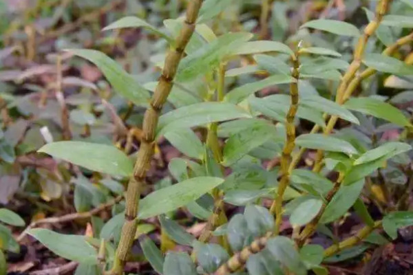 阳台种植石斛的时间和方法步骤，石斛阳台怎么养才好