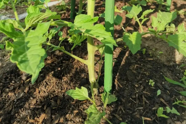 阳台种植西红柿的时间和方法步骤,阳台怎么种植西红柿
