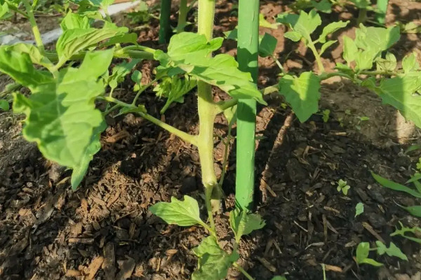 阳台种植西红柿的时间和方法步骤，阳台怎么种植西红柿