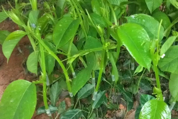 阳台种植百香果的时间和方法步骤,百香果在阳台如何种植
