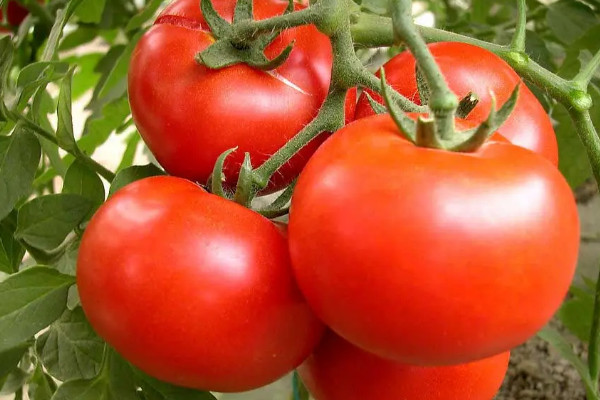 吃西红柿的好处，吃番茄有什么好处