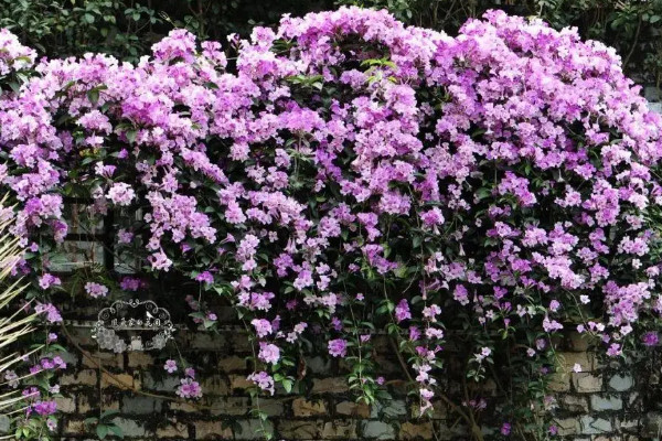 20种常见攀藤植物，攀藤的花有什么花