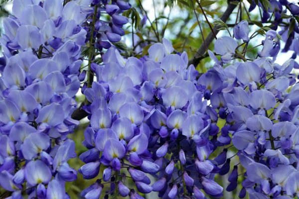 20种常见攀藤植物，攀藤的花有什么花