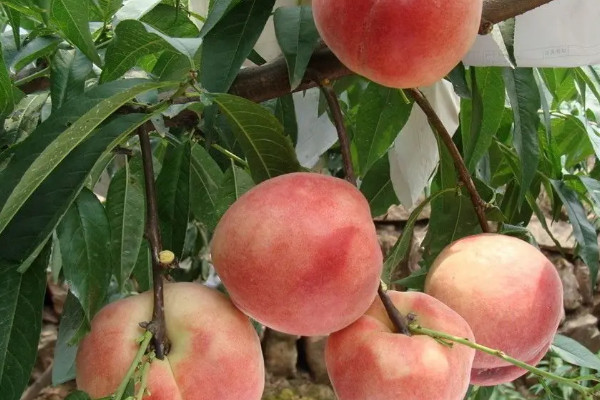 水蜜桃品种排名，水蜜桃优良品种有哪些
