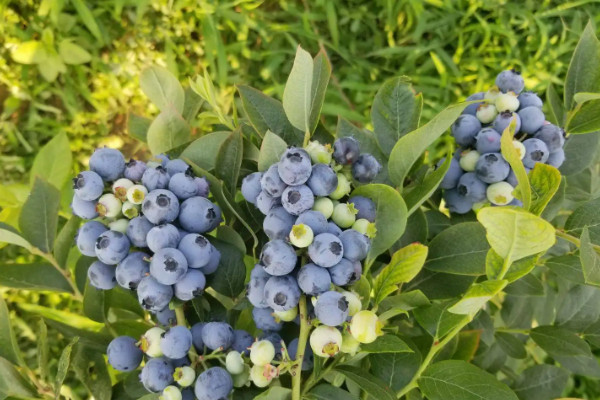 蓝莓品种介绍大全,蓝莓有什么品种
