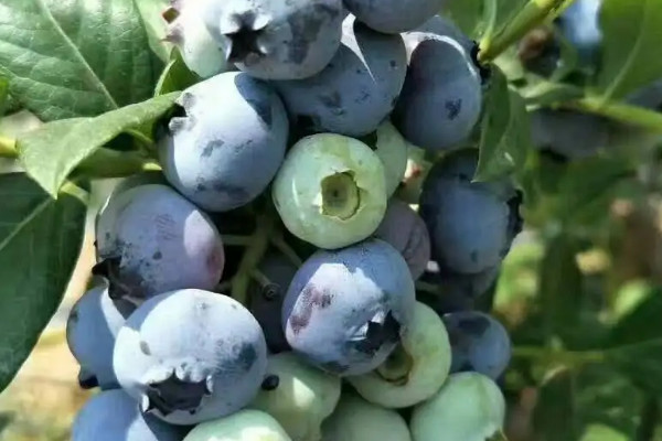 蓝莓品种介绍大全,蓝莓有什么品种