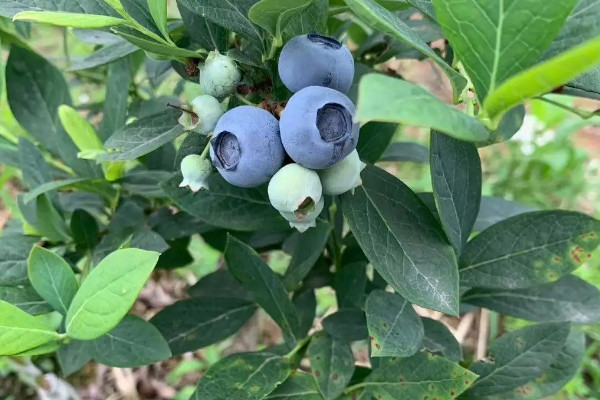 蓝莓品种介绍大全,蓝莓有什么品种