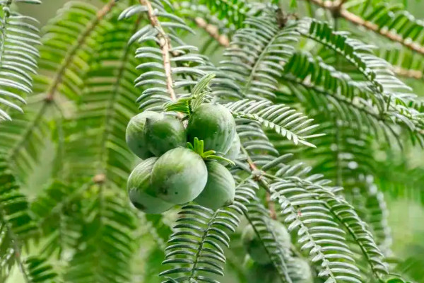 裸子植物有花和果实吗