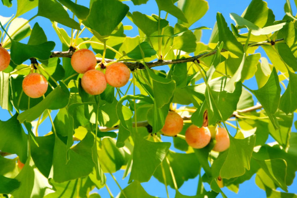 裸子植物有花和果实吗