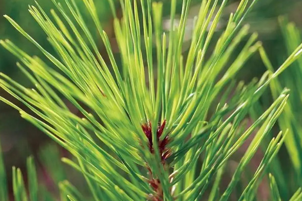 裸子植物有花和果实吗