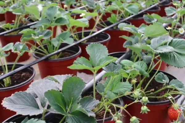 家庭阳台草莓种植方法