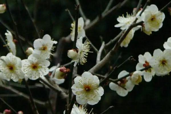 梅花10月份就开花正常吗